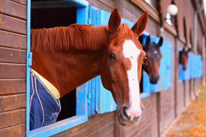 Online-Kurs zur Vorbereitung auf den Sachkundenachweis Pferdehaltung